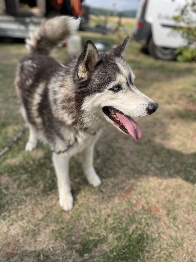 IMG_1059_Husky