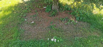 Plantage__4_