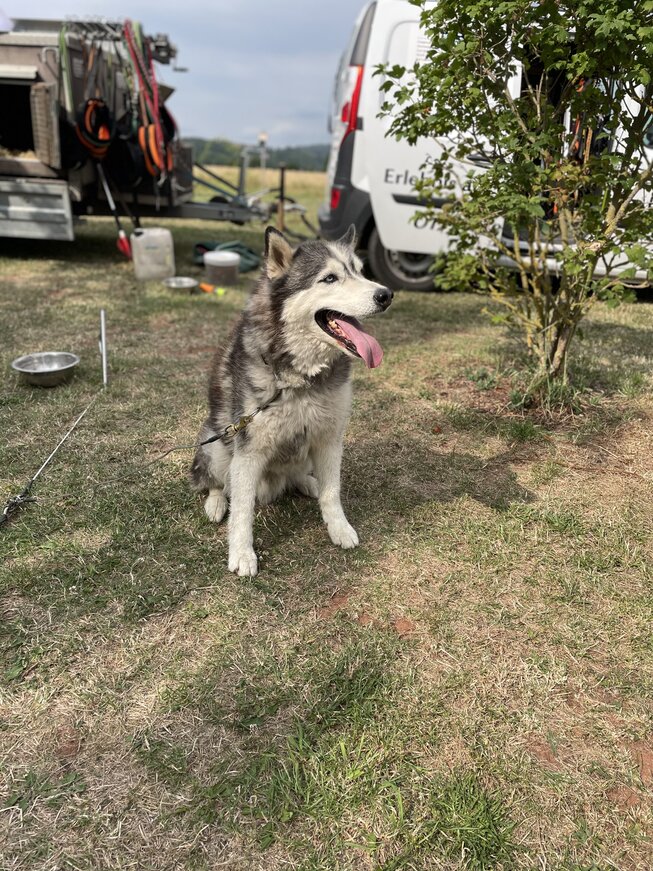 IMG_1058_Husky